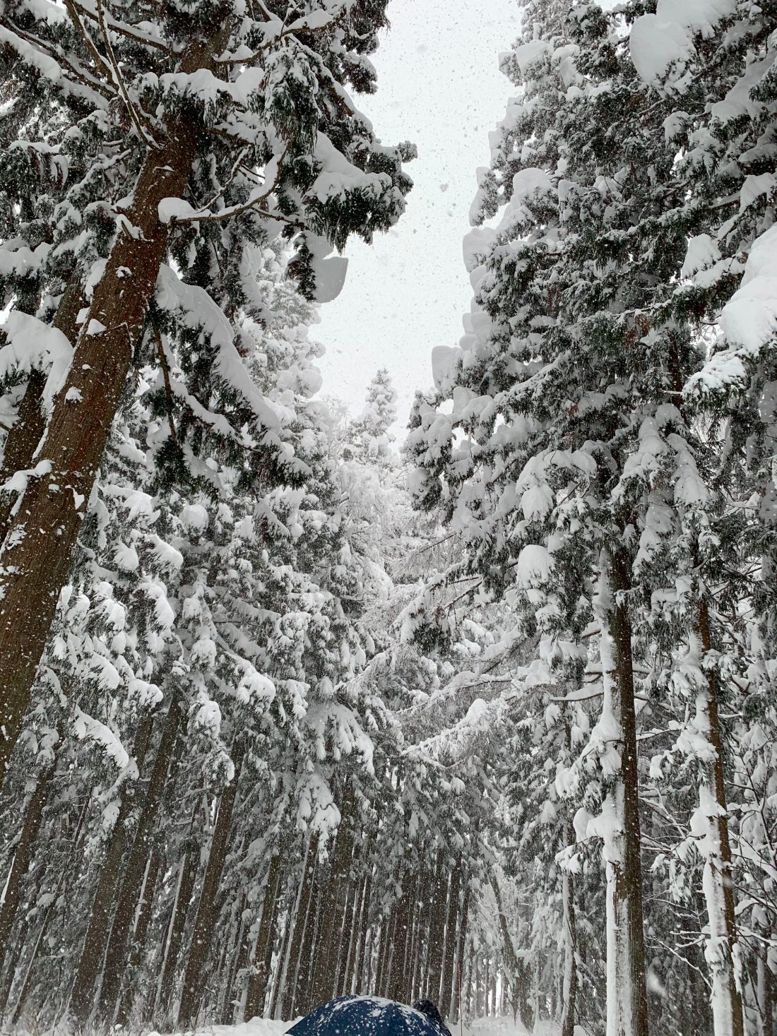 A corridor of tall cedars weighed down with snow, the track between them narrowed to a trench