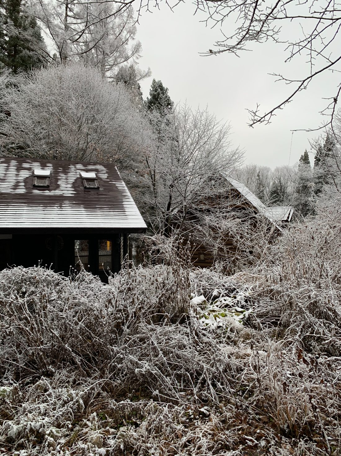 A dark timber roofline behind branches glazed with freezing rain
